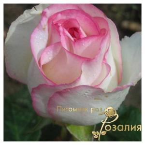 Dolce Vita Lex Voom / Дольче Віта /