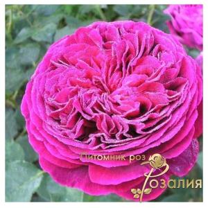 Falstaff / Фальстаф /