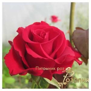 Forever Young / Форевер Янг /