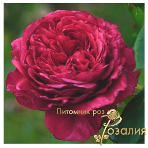 Роза La Rose Des 4 Vents (Роза четырех ветров)