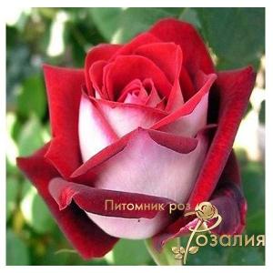Millenium (Міленіум)