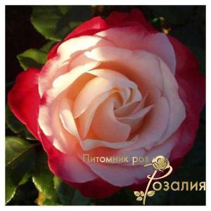 Nostalgie / Ностальжі /