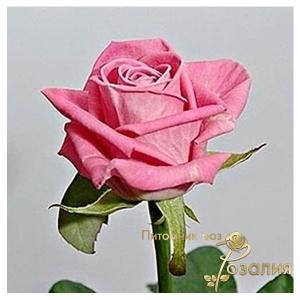 Primavera (Прімавера)