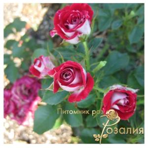 Ruby Star / Рубі Стар /