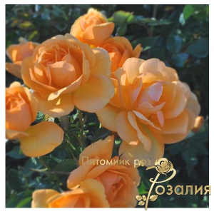 South Africa (Південна Африка)