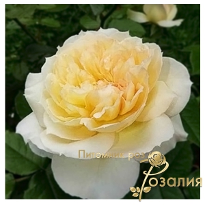Tchaikovski (Чайковський)