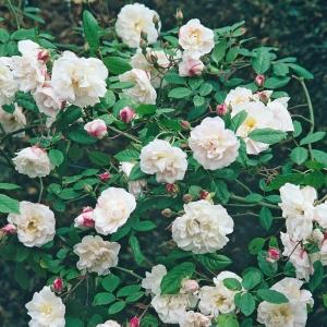 Venusta Pendula / Венусті Пендула /