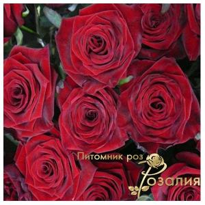 Prestige (Престиж)