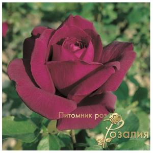 Notturno / Ноттурно /