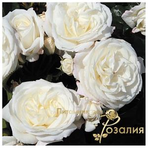 Alabaster (Алабастер)