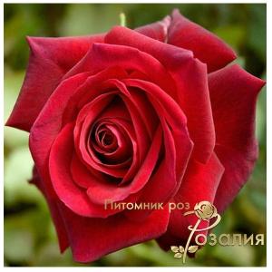 Edith Piaf (Едіт Піаф)