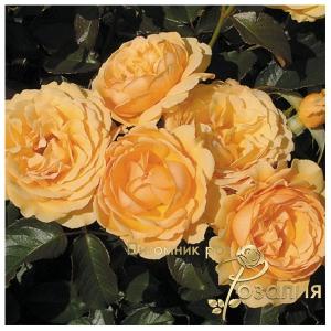 Amber Queen / Амбер Квін /