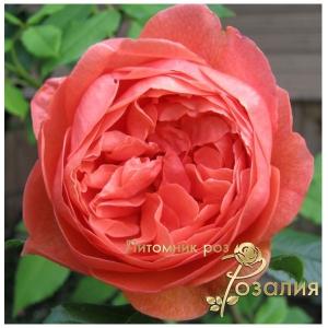Summer Song / Саммер Сонг /