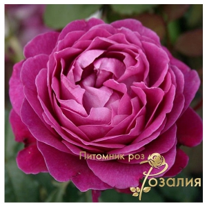 Scent of Woman (Сент оф Вумен)