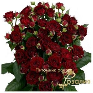 Red Sensation / Ред СЕНС /