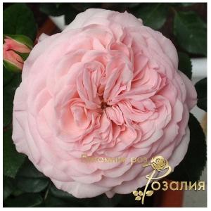 Mariatheresia (Марія Терезія)