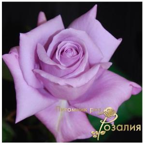 Twice in a Blue Moon (Твис ін Блю Мун)