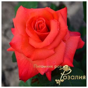 Valentino (Валентіно)