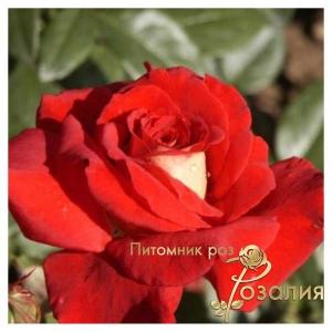 Kleopatra / Клеопатра
