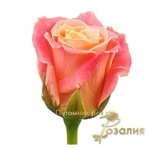 Miss Piggy / Міс Піггі /