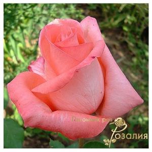 Nobilis (Нобіліс)