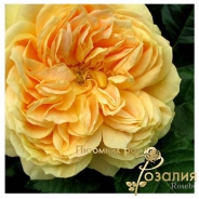 Роза 100 Idees Jardin (100 Ідей Сада)