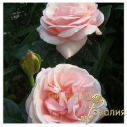 Aphrodite (Афродіта)
