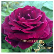 Ebb Tide (Ебб Тайд)