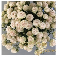 Роза Galina (Галина)