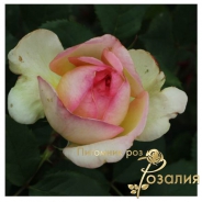 George Sand (Жорж Санд)