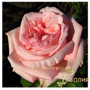 Роза Pink O&rsquo;Hara (Пинк Охара)