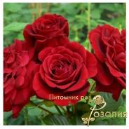 Isabelle Renaissance (Ізабель Ренесанс)