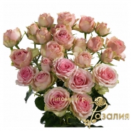Роза Dinara (Динара)