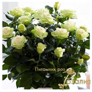 Роза Green Glow (Грин Глоу)