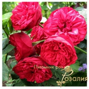 Роза Piano (Пиано)