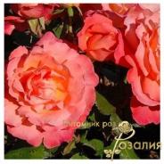 Christophe Colomb / Крістоф Колумб /