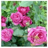 Goethe Rose / Роза Гете /