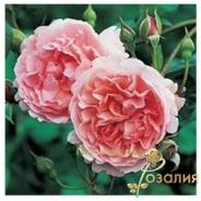 Strawberry Hill / Строуберрі Хілл /
