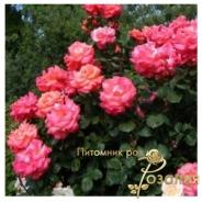 Christophe Colomb / Крістоф Колумб /