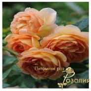 Lady of Shalott / Леді шалотт /