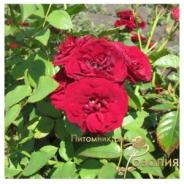 Red Sensation / Ред СЕНС /