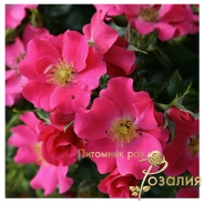 Stadt Rom (Штадт Ром)