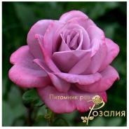 Paradise / Парадайз /
