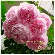 Jasmina / Жасміна /
