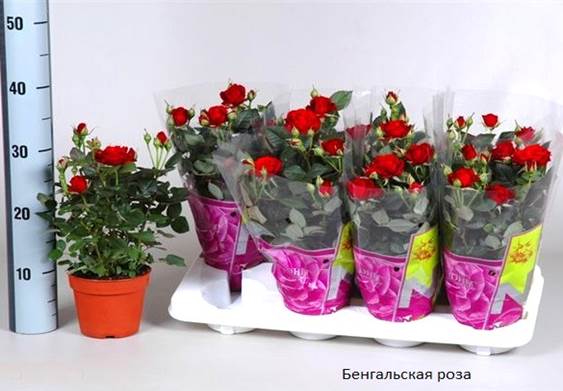 Самые миниатюрные сорта роз