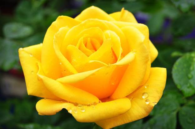 image002