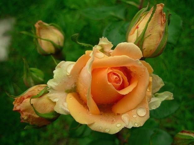 image004