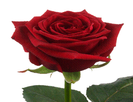 image007