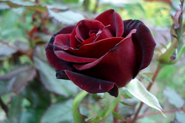 image008